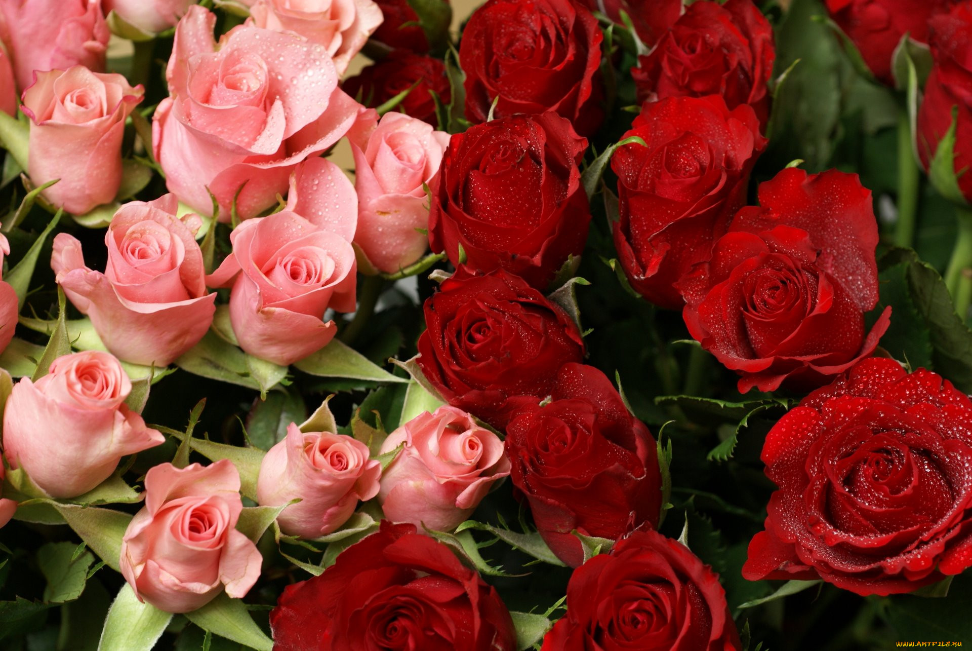 , , rose